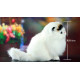Peluches realistas gatos con pelo