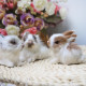 Peluches realistas conejos pequeños