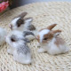 Peluches realistas conejos pequeños