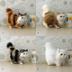 Peluches realistas gatos de pelo largo