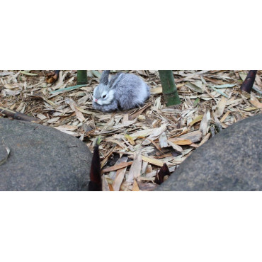 Peluche realista conejo mediano