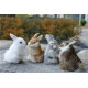 Peluches realistas conejos levantados