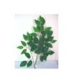 Vara Rama Ficus Benjamin Verde (M12)