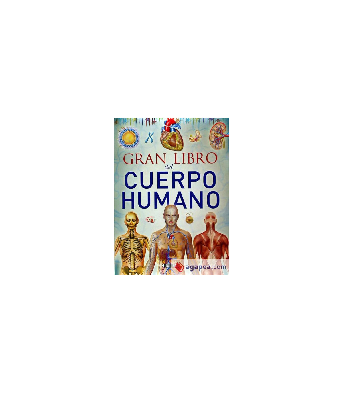 El Gran Libro del Cuerpo Humano: Guía Completa de Anatomía y Fisiología | Albithinia