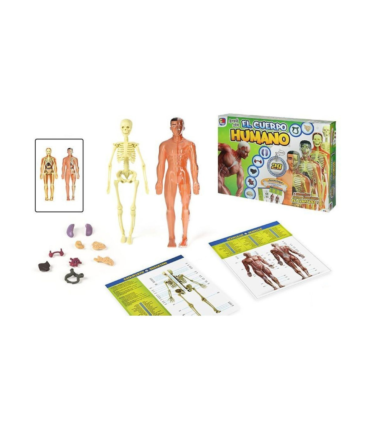 CUERPO HUMANO FIGURA CAJA 28,5x9,5x3,5cm